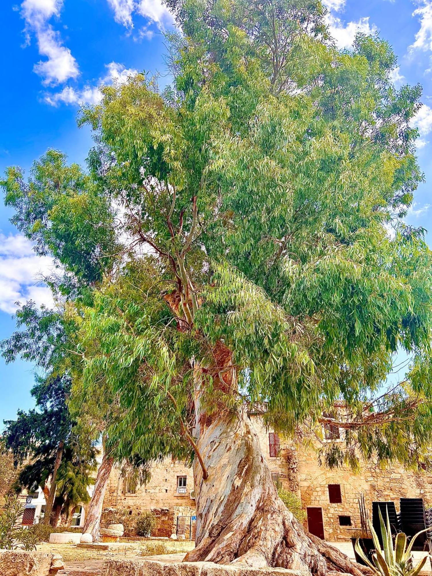 Royal Goddess Guest House, Walled City Famagusta  Exterior foto